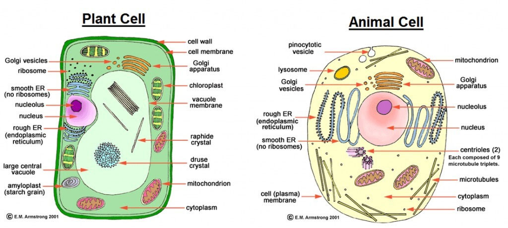 animal cell walls are composed of