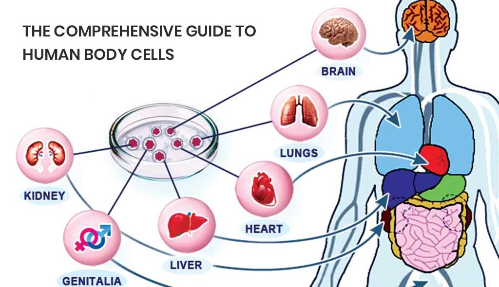 Cells In The Human Body