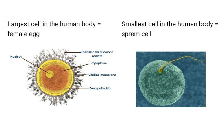 Largest And Smallest Cell In Human Body Tutorreal Guru